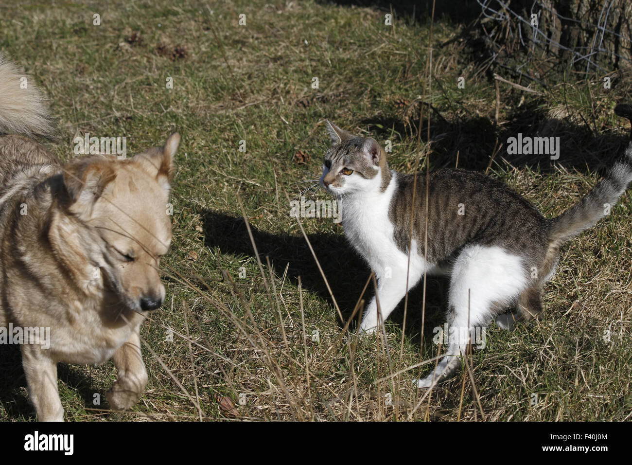 Cane e gatto la riproduzione Foto Stock