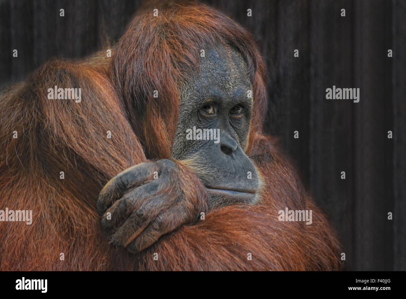 Orang-utan Foto Stock