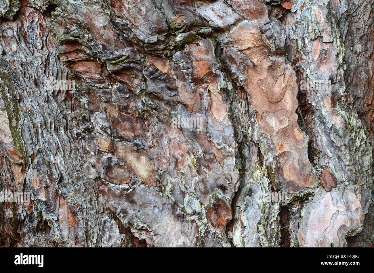 Corteccia di pino Foto Stock