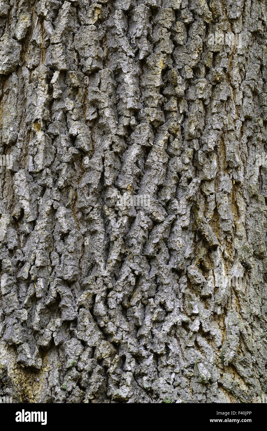 corteccia di quercia Foto Stock