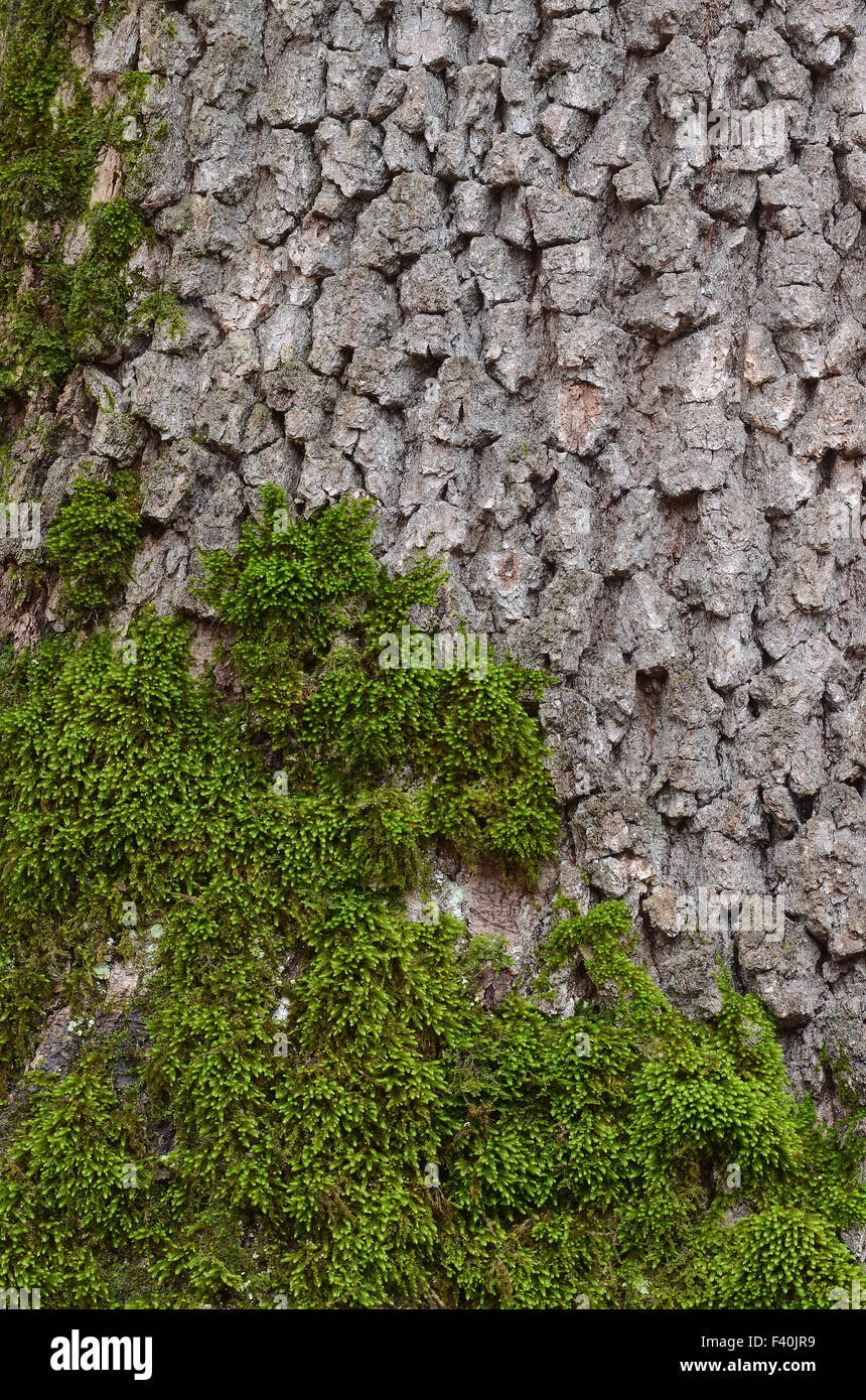 Corteccia di quercia con moss Foto Stock