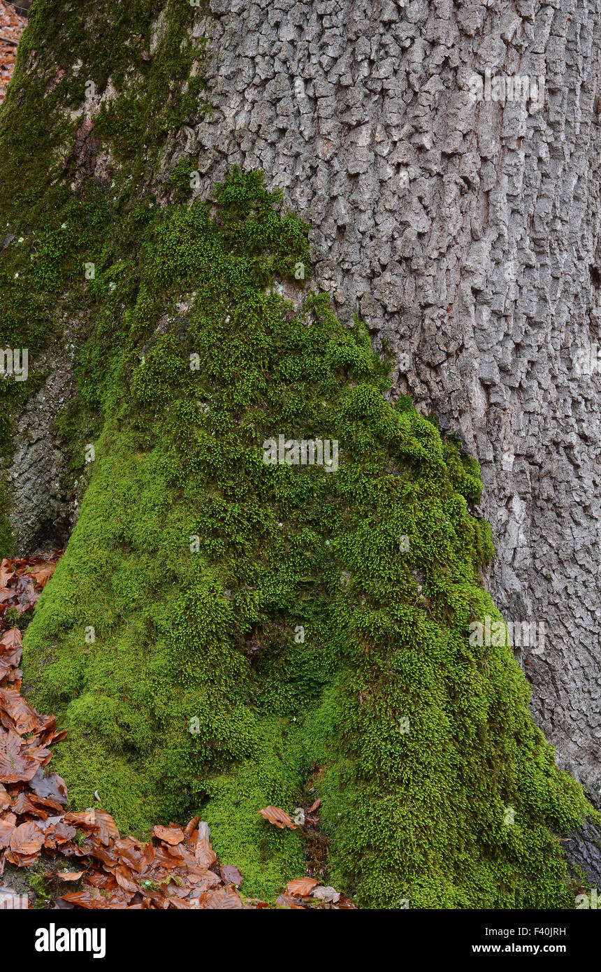 base dell'albero di quercia Foto Stock