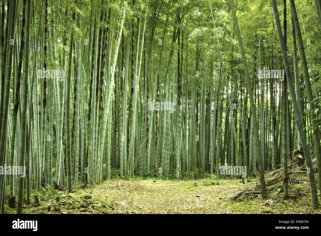 Fresca atmosfera estiva nella foresta di bamboo Foto Stock