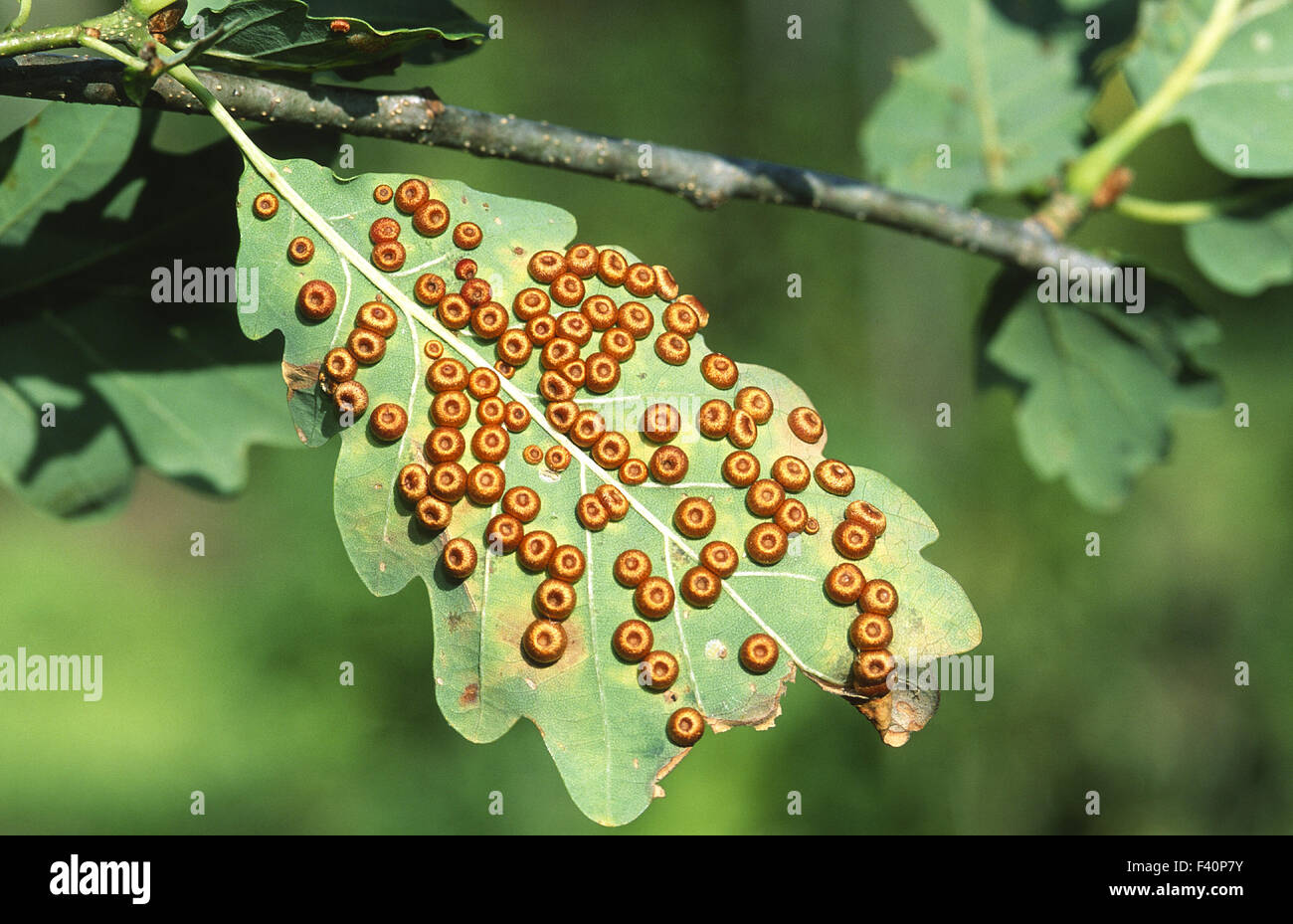 Gall wasp su foglie di quercia Foto Stock