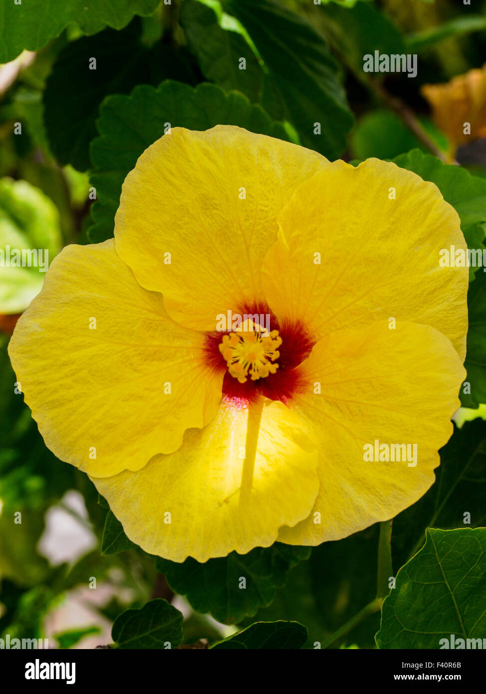 Hawaiian Hibiscus; giallo; Hibiscus Hibiscus brackenridgei; stato fiore di Hawaii; pua aloalo; ma'o hau hele; Kalapaki Bay Foto Stock