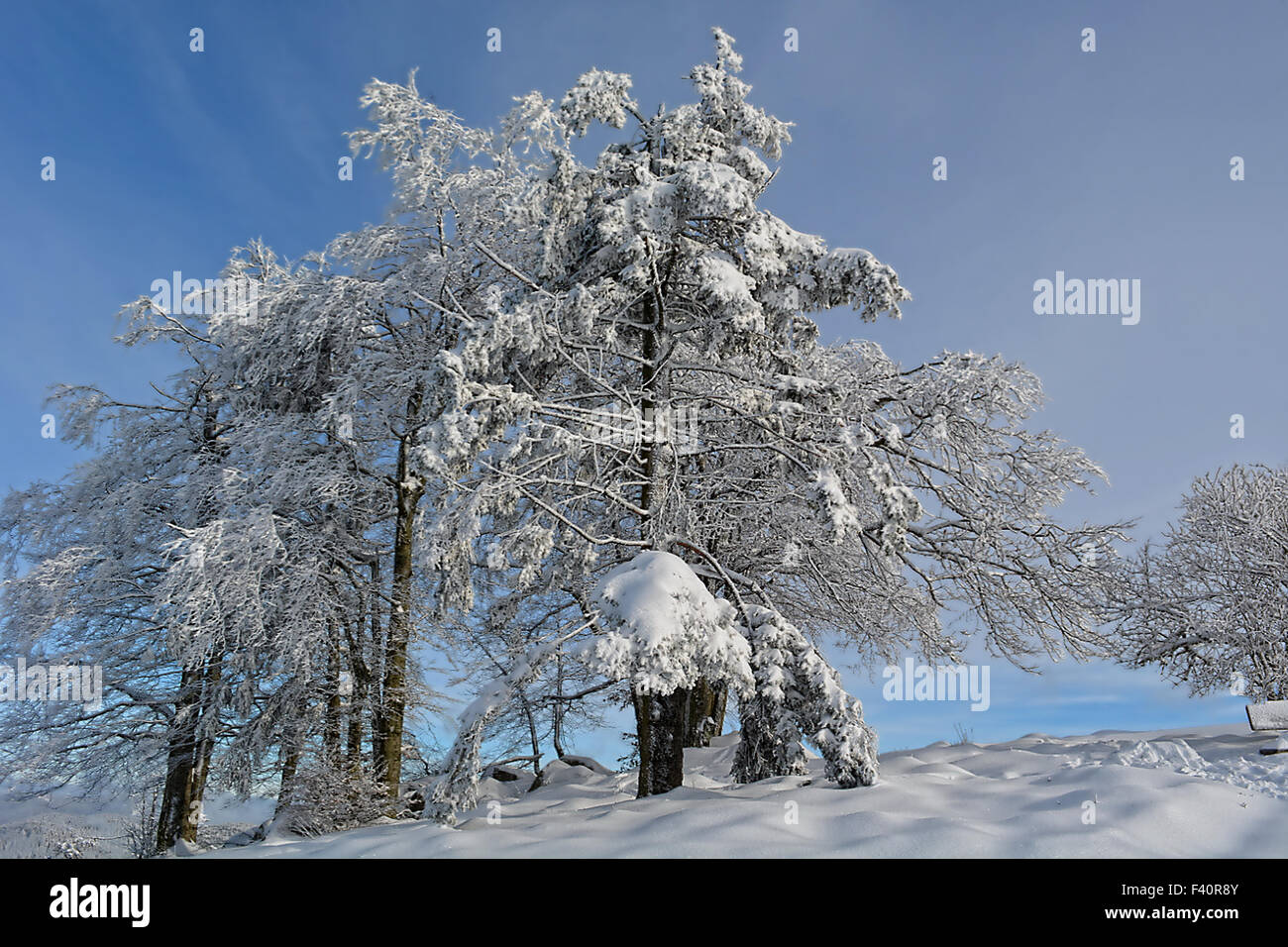 Wintery foresta nera Foto Stock