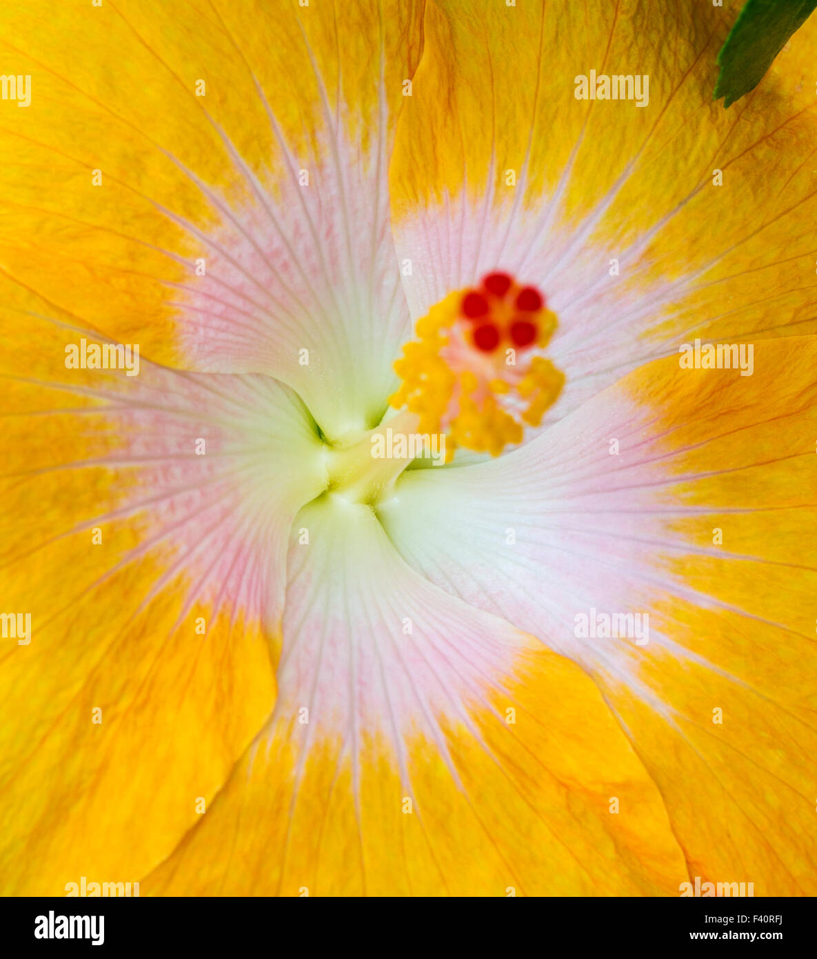 Hawaiian Hibiscus; giallo; Hibiscus Hibiscus brackenridgei; stato fiore di Hawaii; pua aloalo; ma'o hau hele; Kalapaki Bay Foto Stock