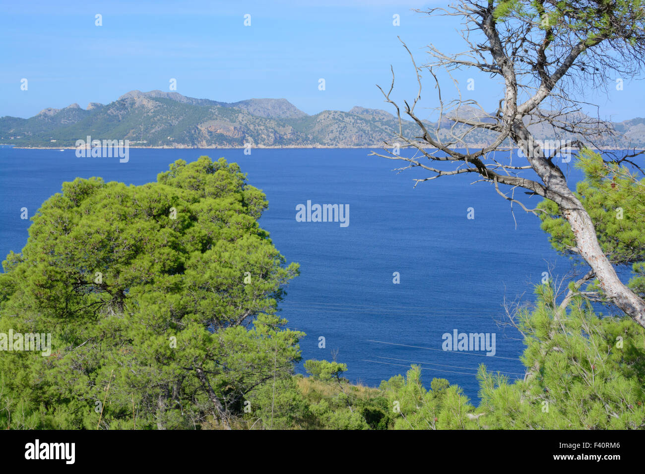 Forest vista sulla baia di Pollensa, Mallorca Foto Stock