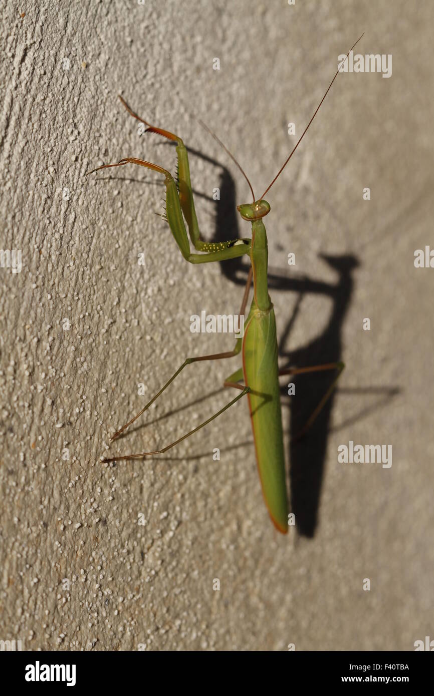 Mantis religiosa Foto Stock