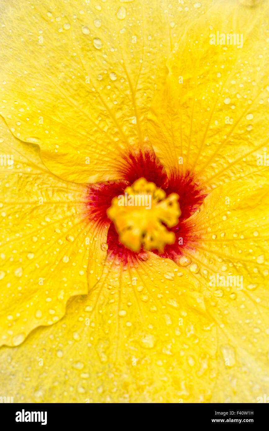 Gocce di pioggia; Hawaiian Hibiscus; giallo; Hibiscus Hibiscus brackenridgei; stato fiore di Hawaii; pua aloalo; ma'o hau hele Foto Stock