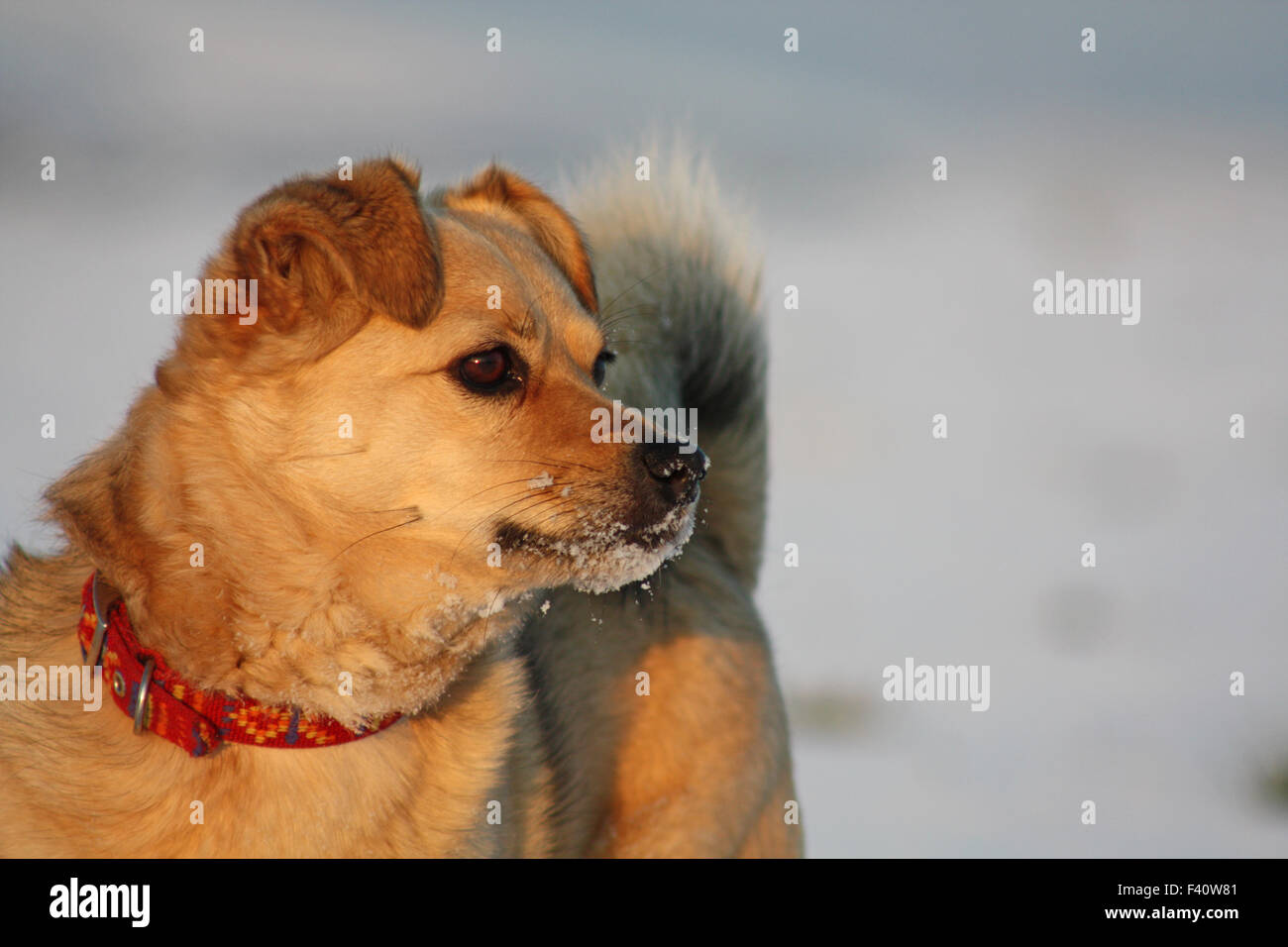 cane nella neve Foto Stock