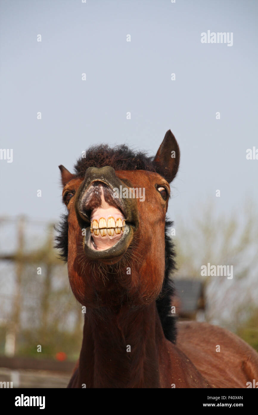 cavallo di Flehmen Foto Stock