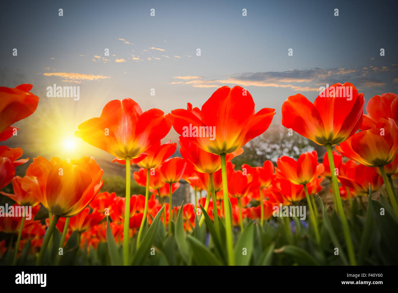 Tulipani rossi contro un Cielo di tramonto Foto Stock