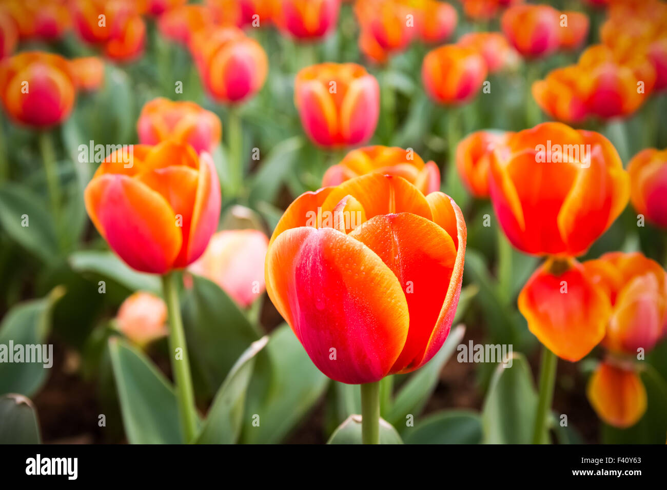 Tulipani arancione closeup Foto Stock