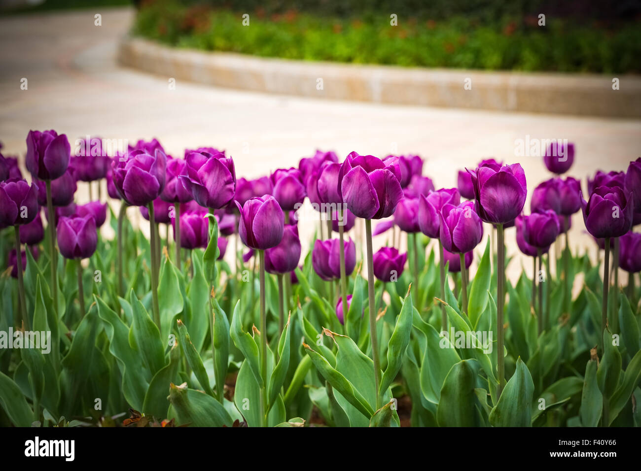 Viola i tulipani in fiore su park Foto Stock