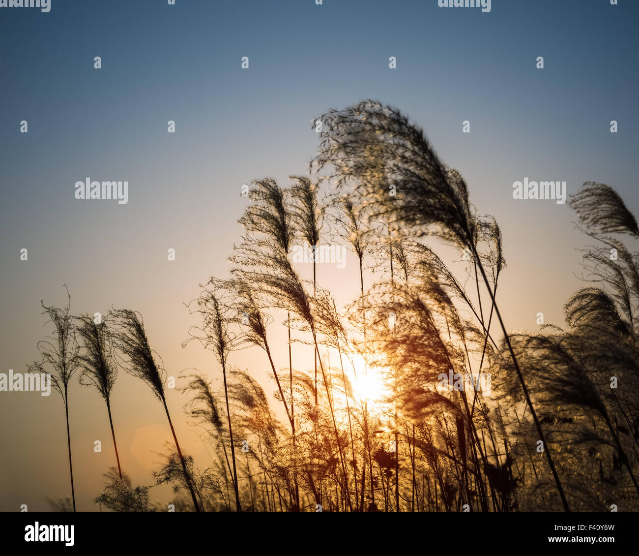 Il miscanto fiore in autunno Foto Stock