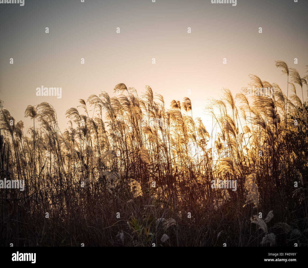 Il miscanto fiore al tramonto Foto Stock
