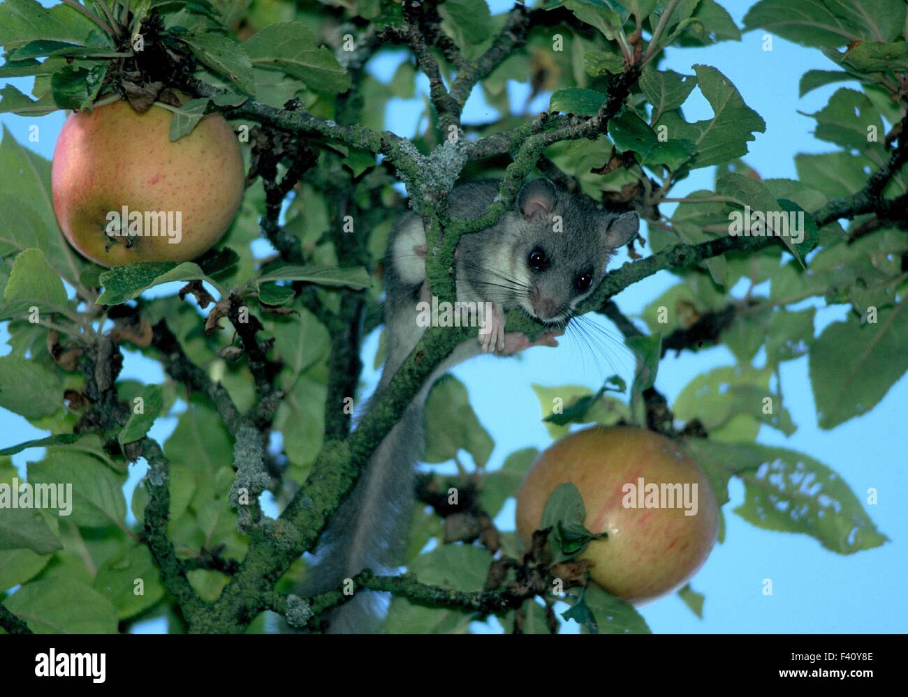 Moscardino; ghiro su apple tree Foto Stock