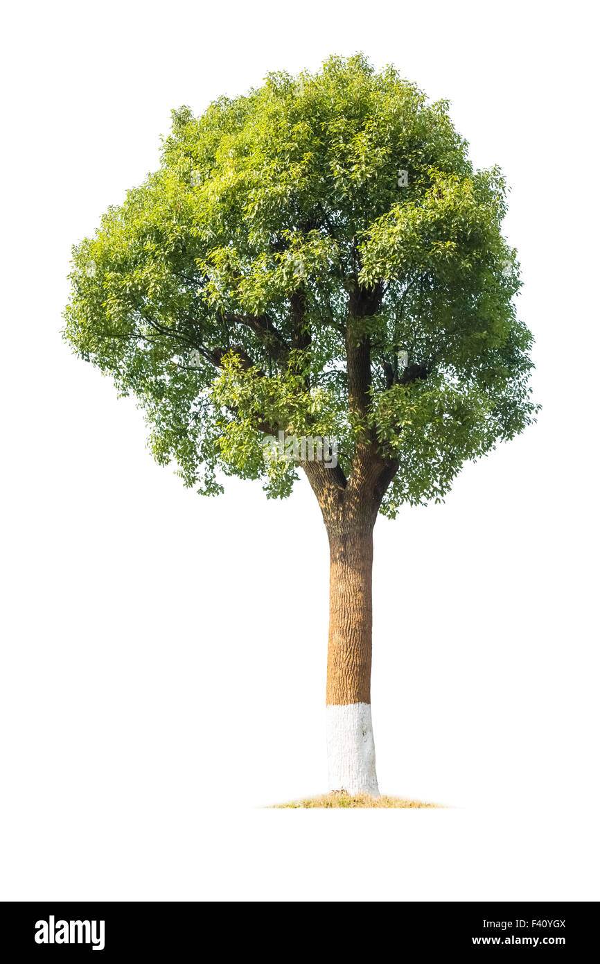 Verde albero di canfora Foto Stock