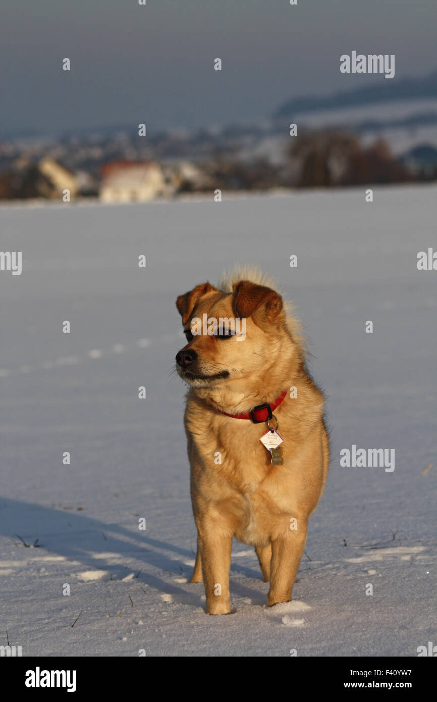 cane nella neve Foto Stock