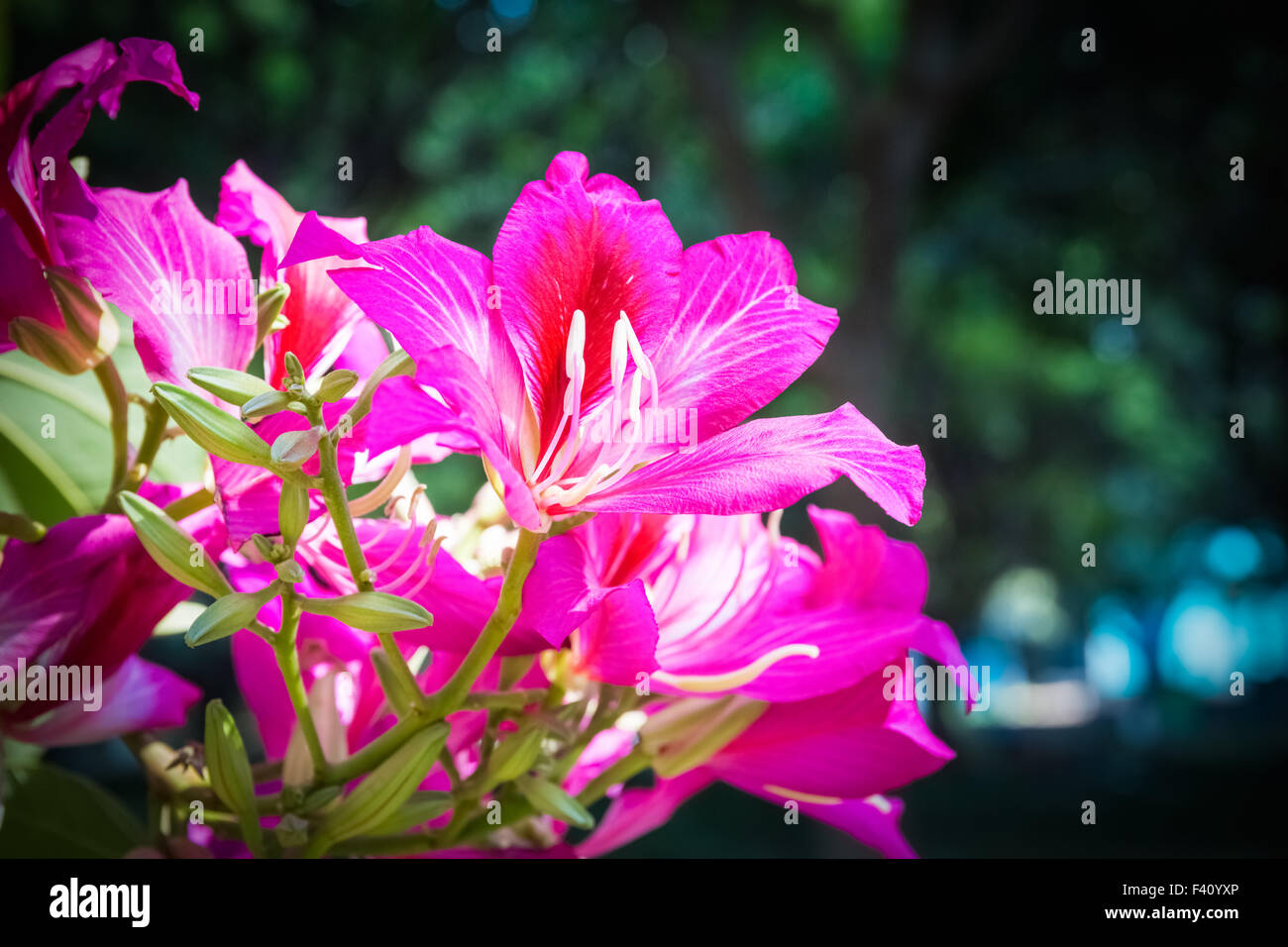 fiore di Bauhinia Foto Stock