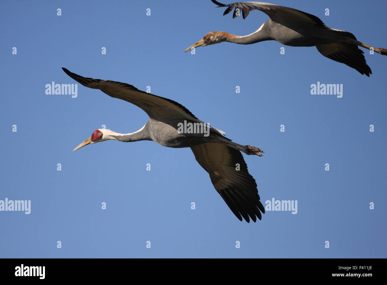 Bianco-naped crane(Grus vipio) in izumi,kagoshima,Giappone Foto Stock