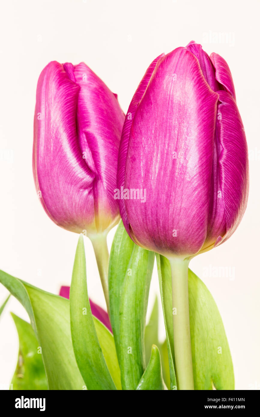 Tulipani rosa Foto Stock