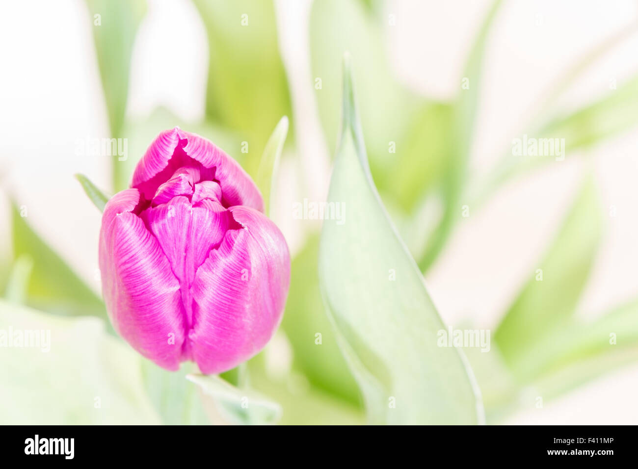 Pink Tulip (Highkey) Foto Stock