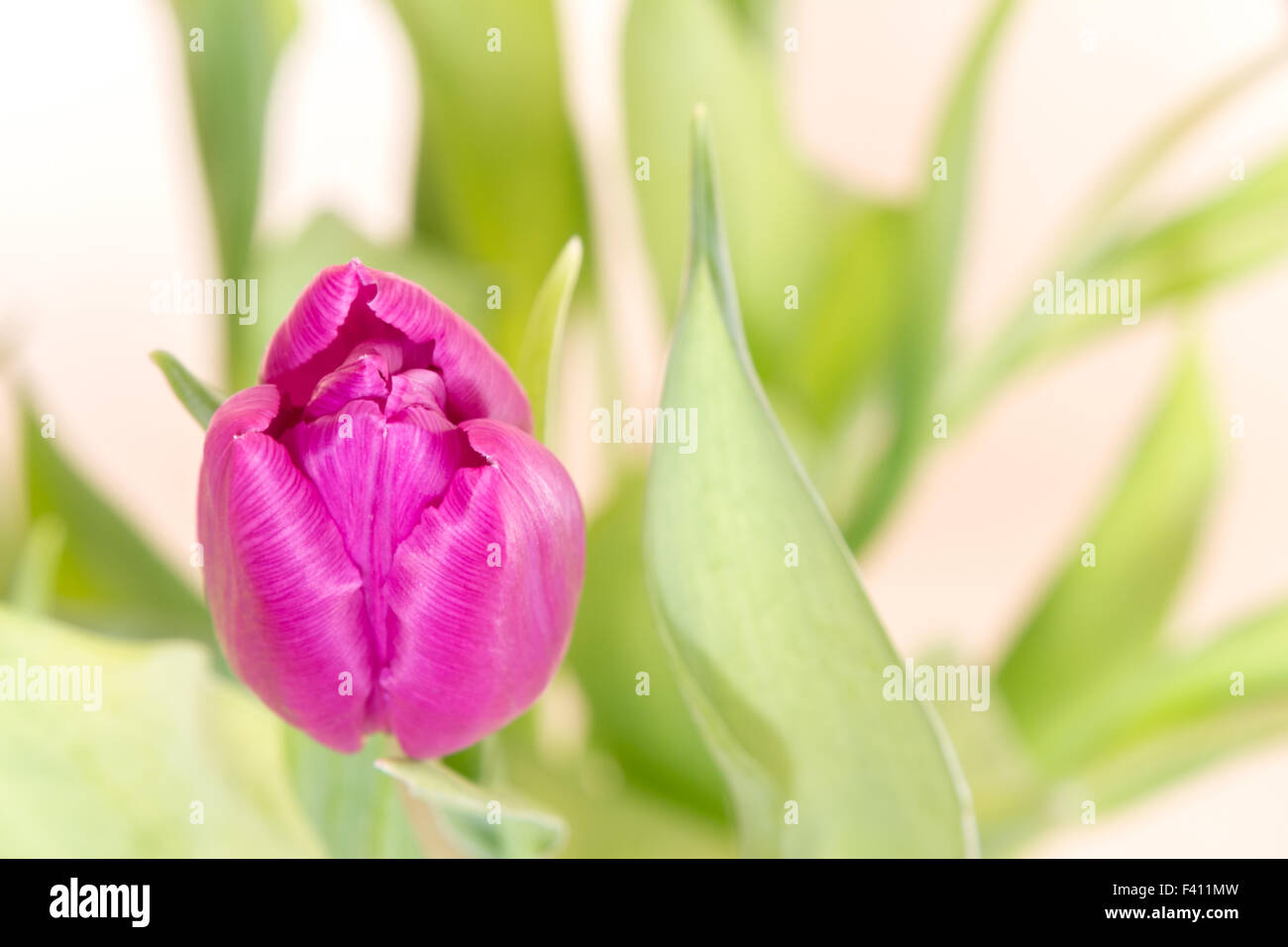 Tulipano viola Foto Stock