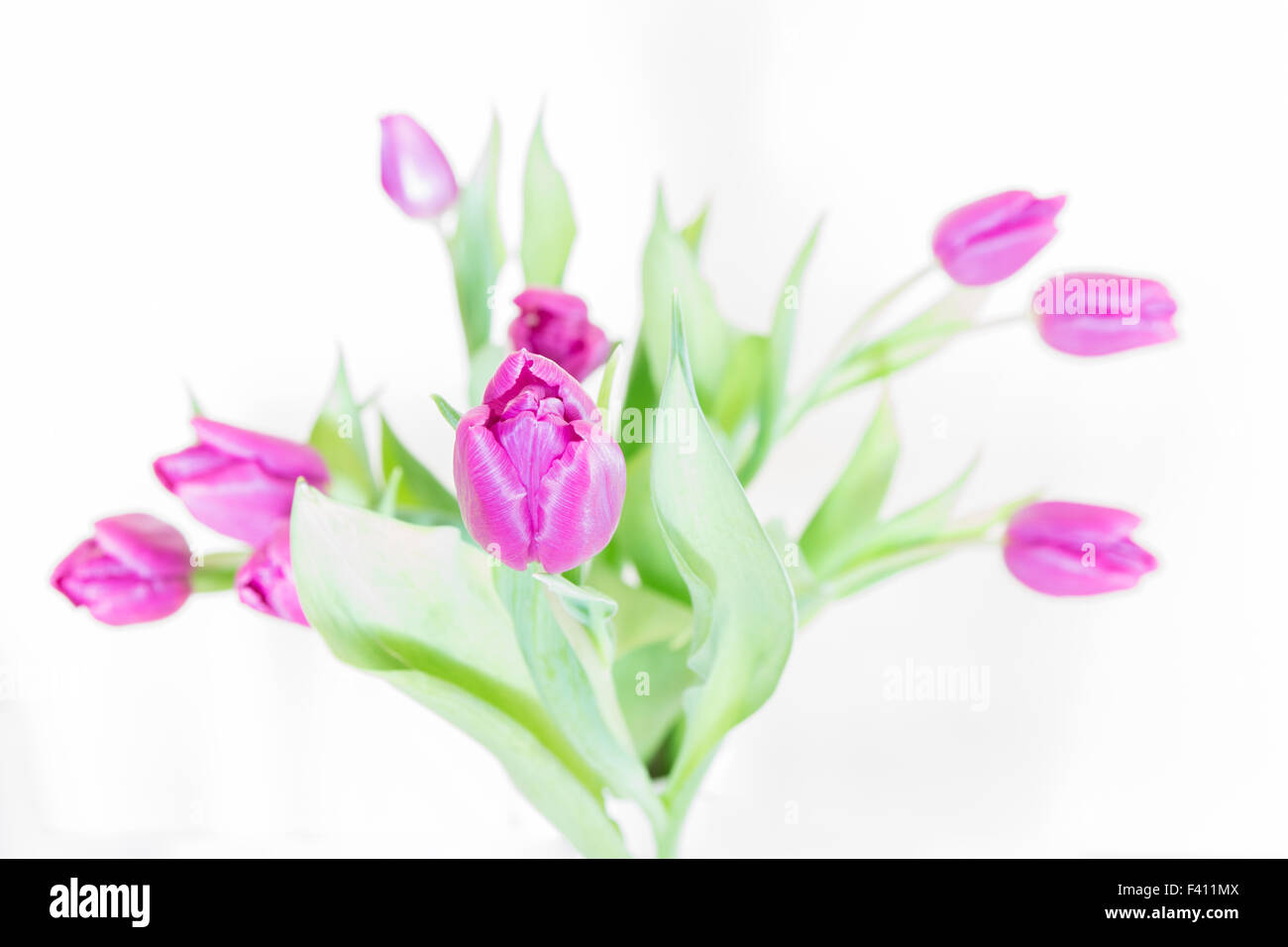 Tulipani viola (Highkey) Foto Stock
