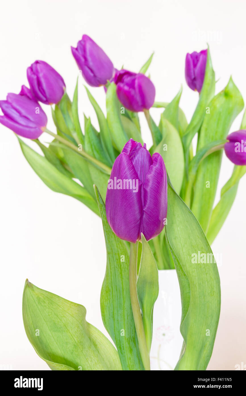 Tulipani viola Foto Stock