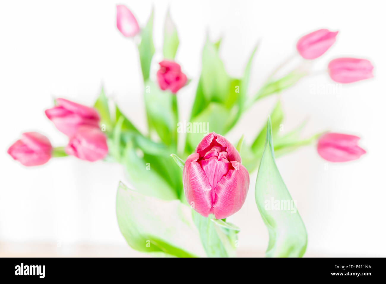 Tulipani rossi Foto Stock
