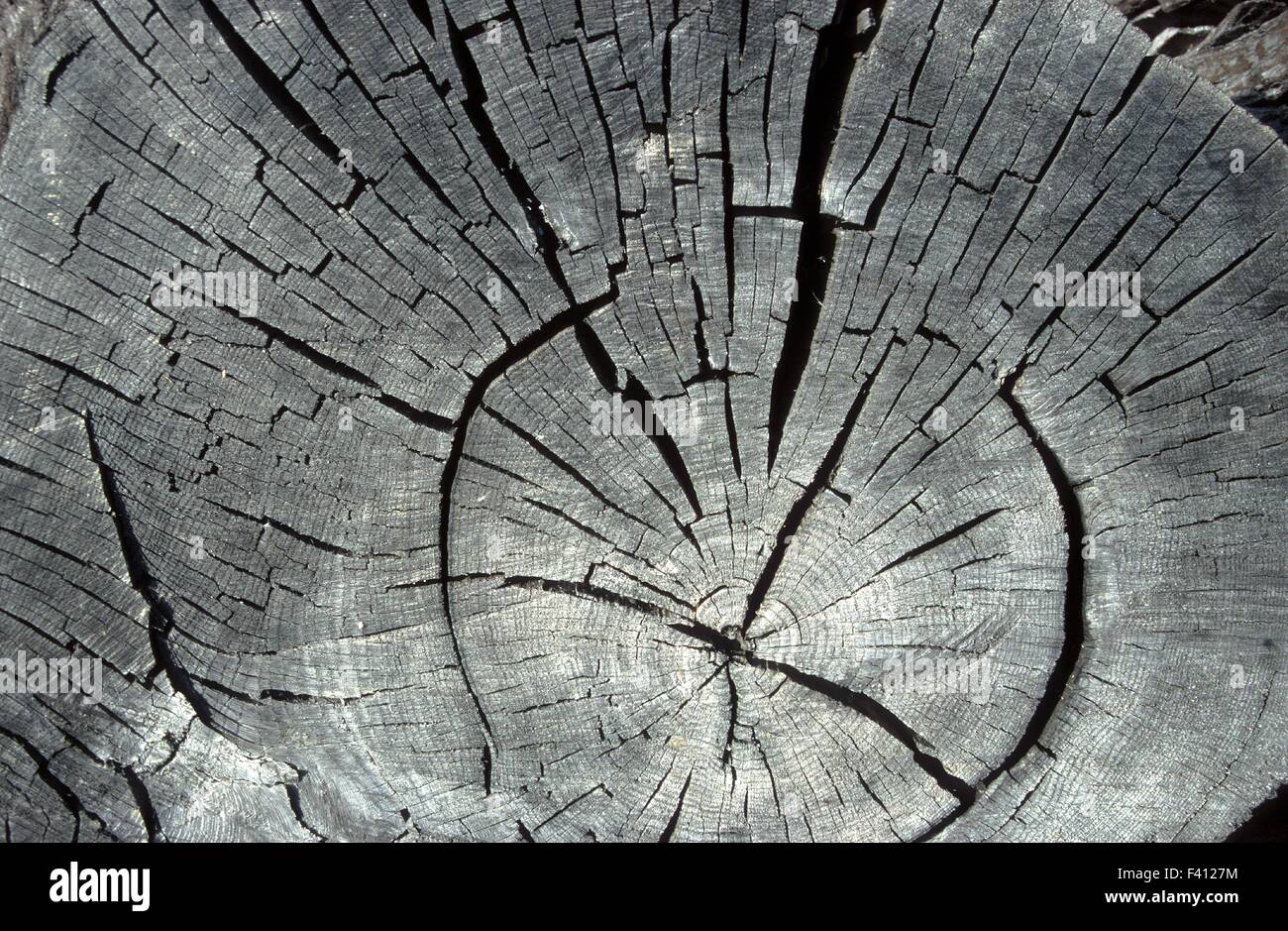 Oak tree; slice; reliquia glaciale; bog oak; Foto Stock