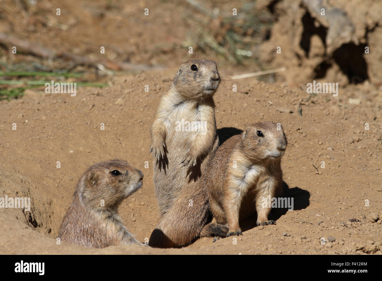 Nero-tailed i cani della prateria Foto Stock