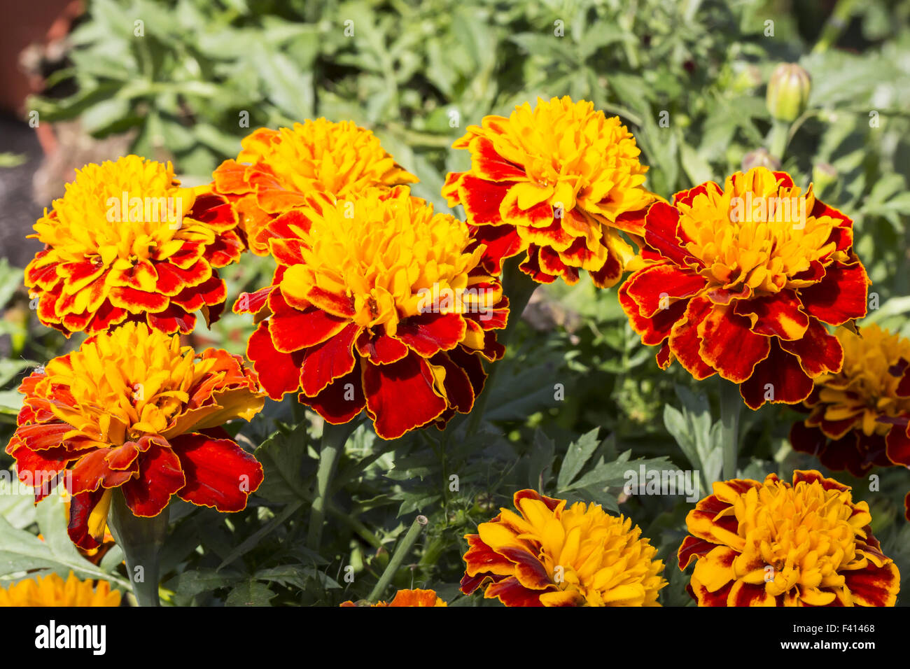 Tagetes patula 'nana", francese calendula Foto Stock