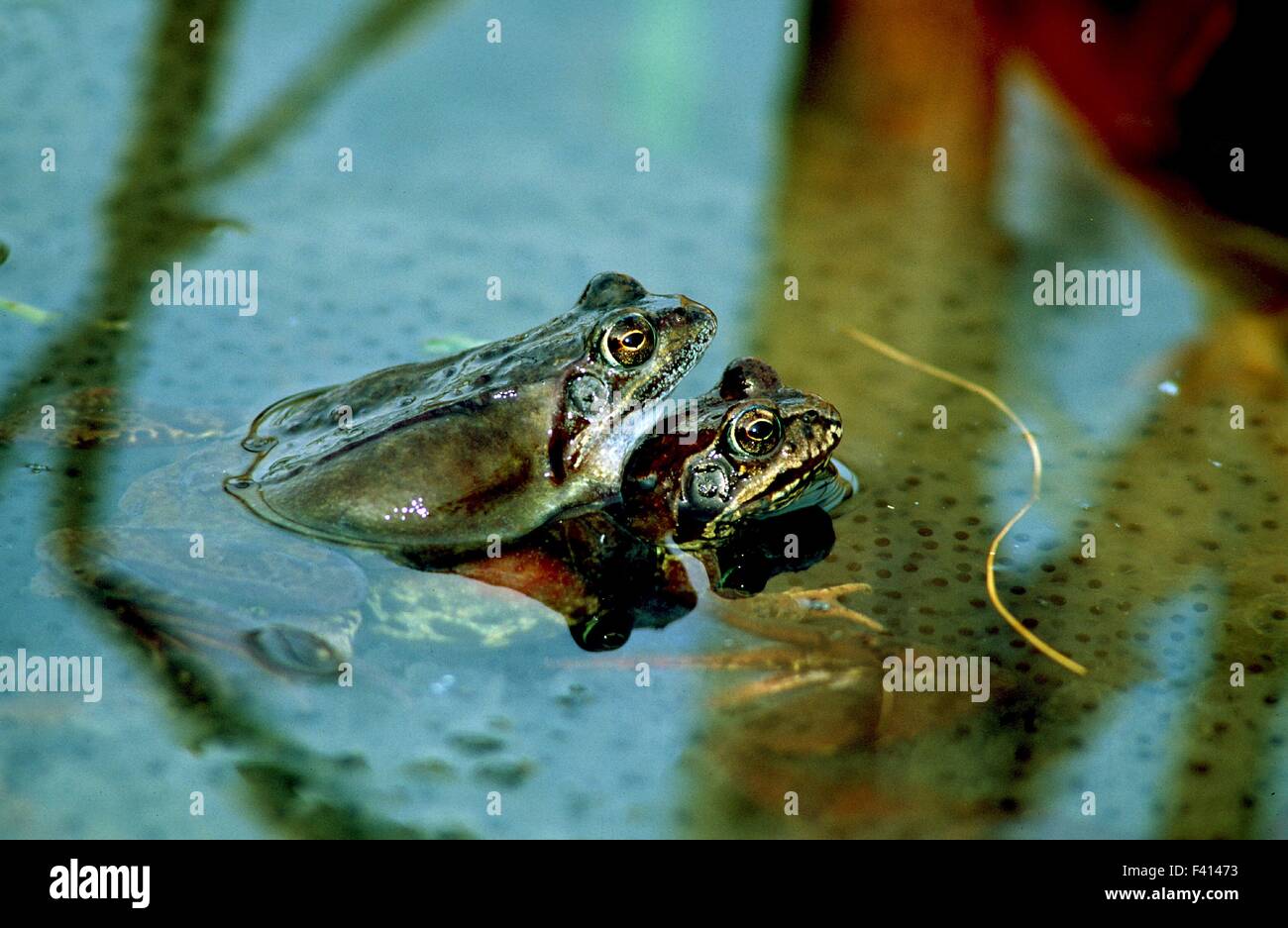 Rana; erba frog; Foto Stock