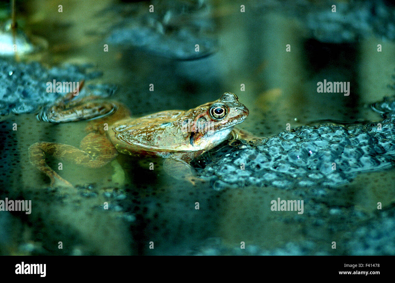Rana; erba frog; Foto Stock