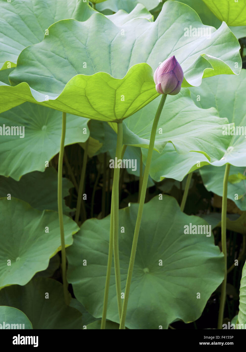 germoglio del loto Foto Stock