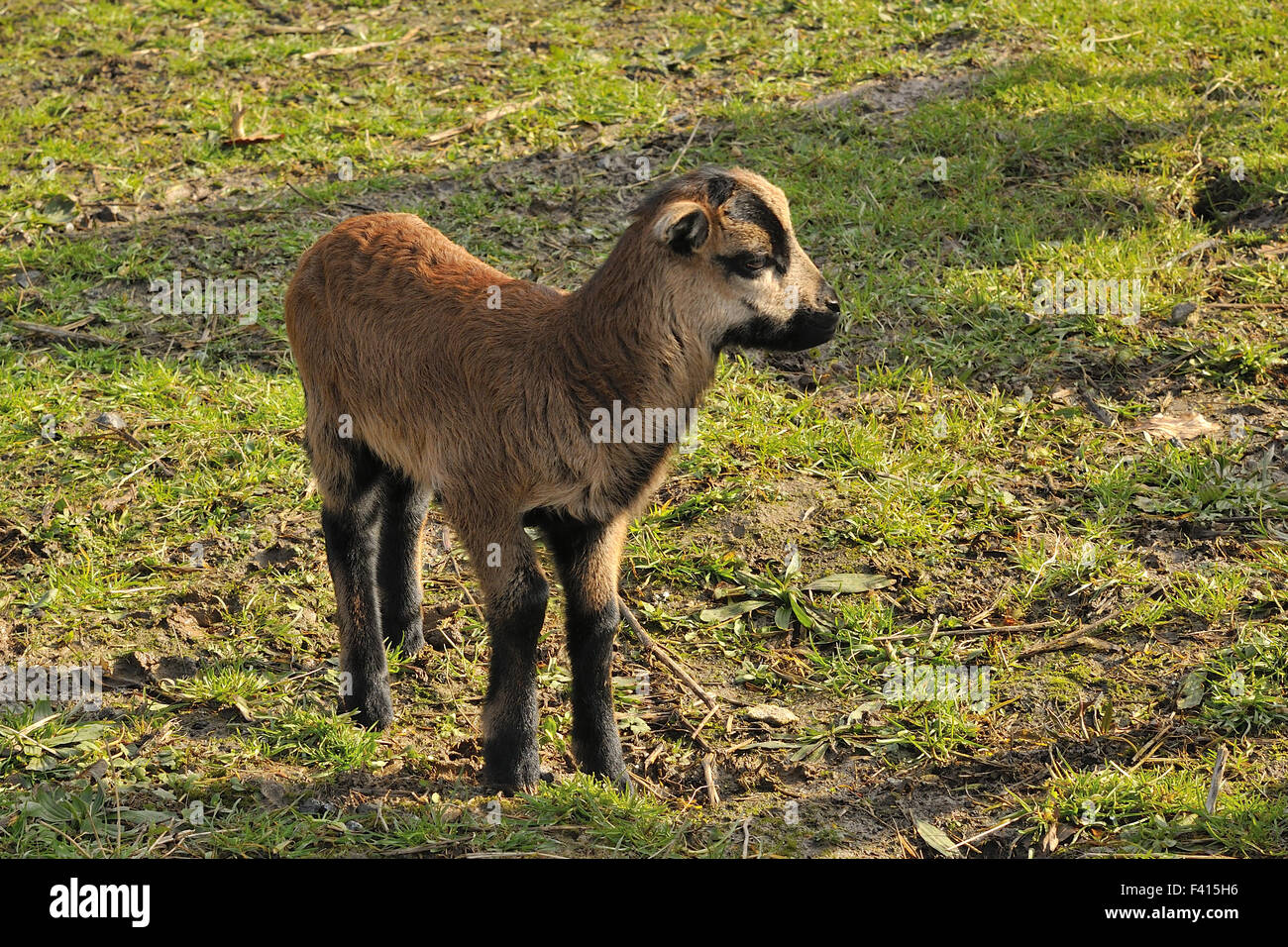Delle pecore del Cameroun Foto Stock