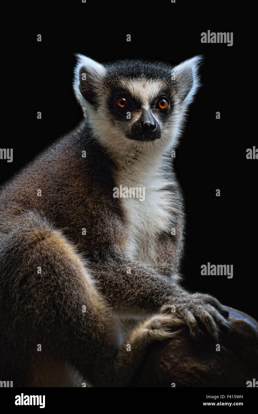 Lemure catta Foto Stock