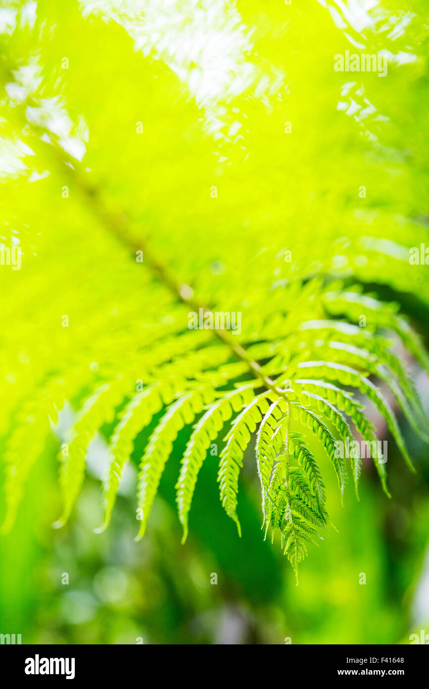 Close-up dettaglio di delicati fern; Hawai'i Tropicale Giardino Botanico Nature Preserve; grande isola, Hawaii, STATI UNITI D'AMERICA Foto Stock