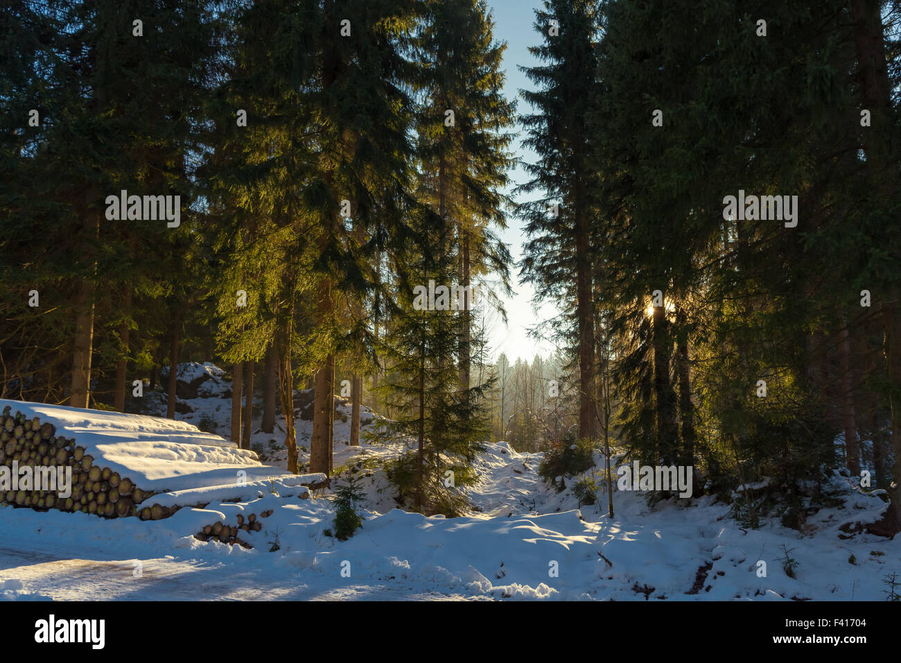 La luce del sole in inverno forest Foto Stock