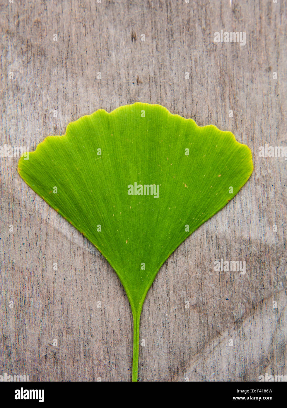 Gingko leaf su sfondo di legno Foto Stock