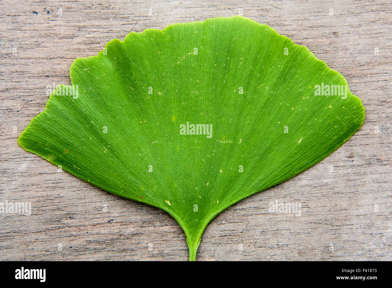 Gingko leaf su sfondo di legno Foto Stock