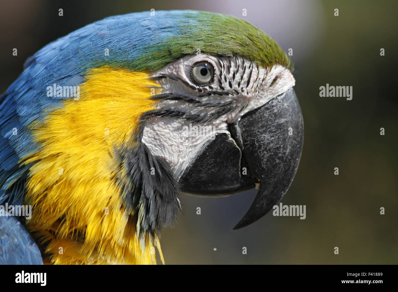 Blu-giallo macaw Foto Stock