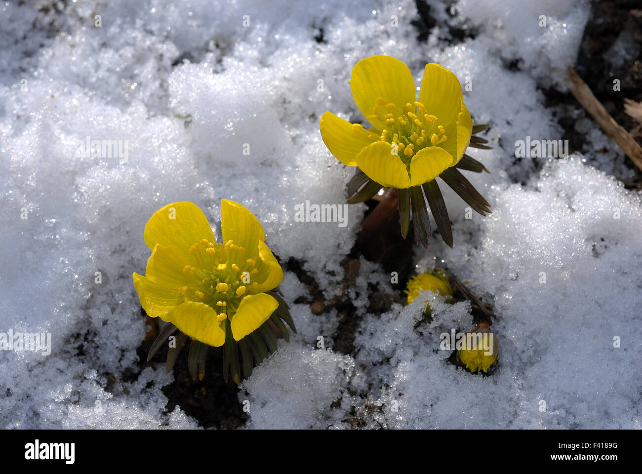 Ranuncolo; fiore; winterling; blossom Foto Stock