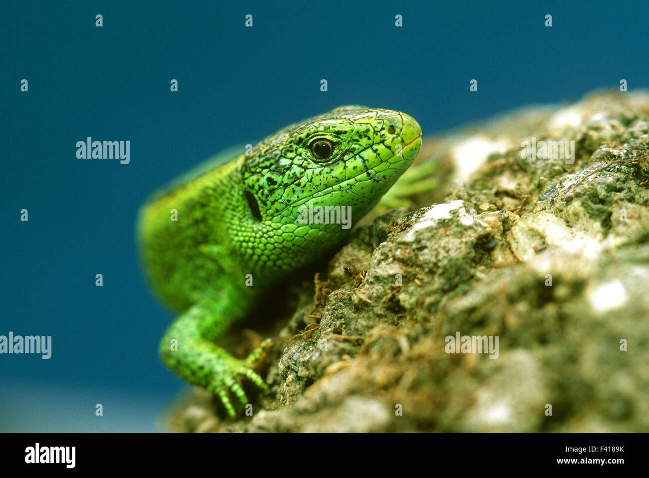 Lizard; recinto lizard; Foto Stock