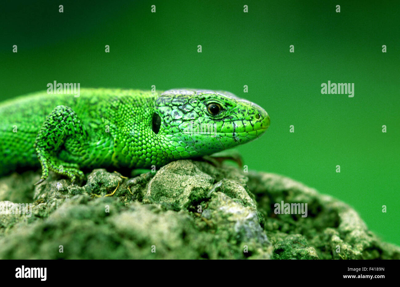 Lizard; recinto lizard; Foto Stock