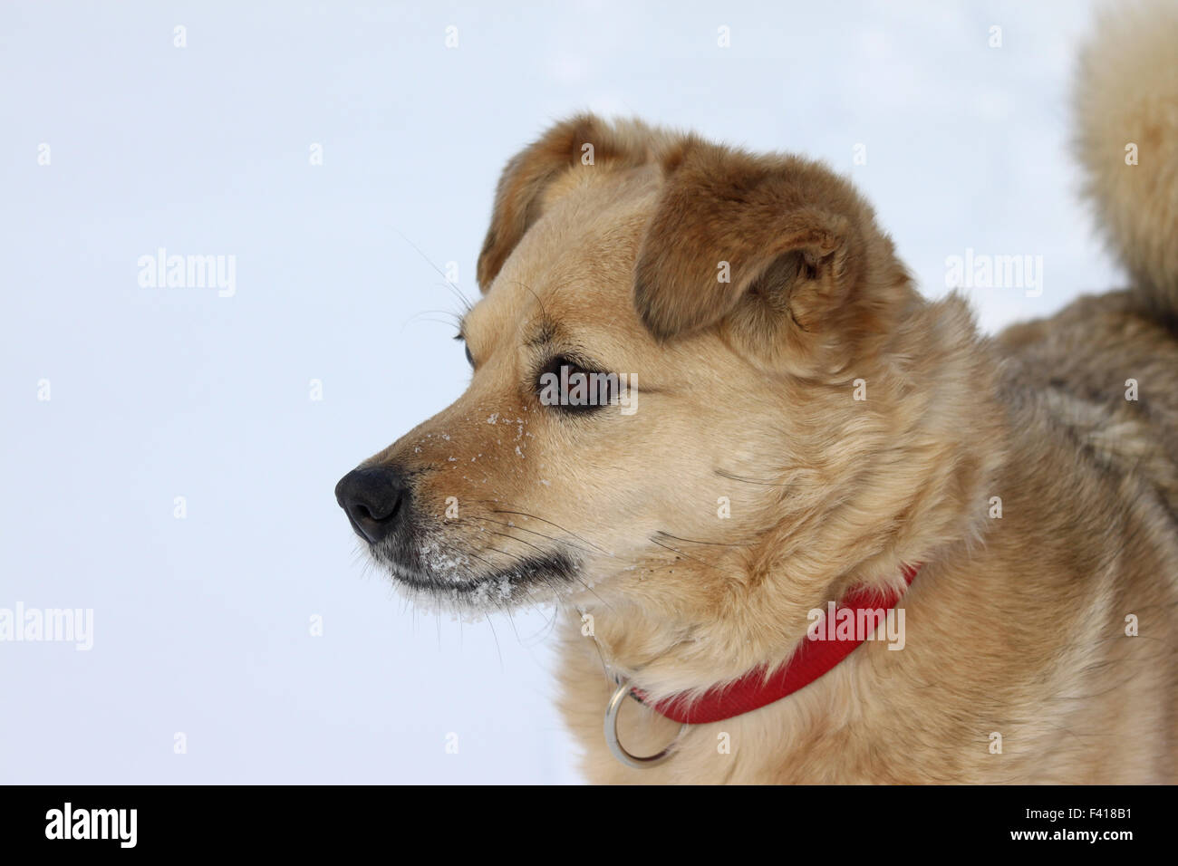 cane nella neve Foto Stock