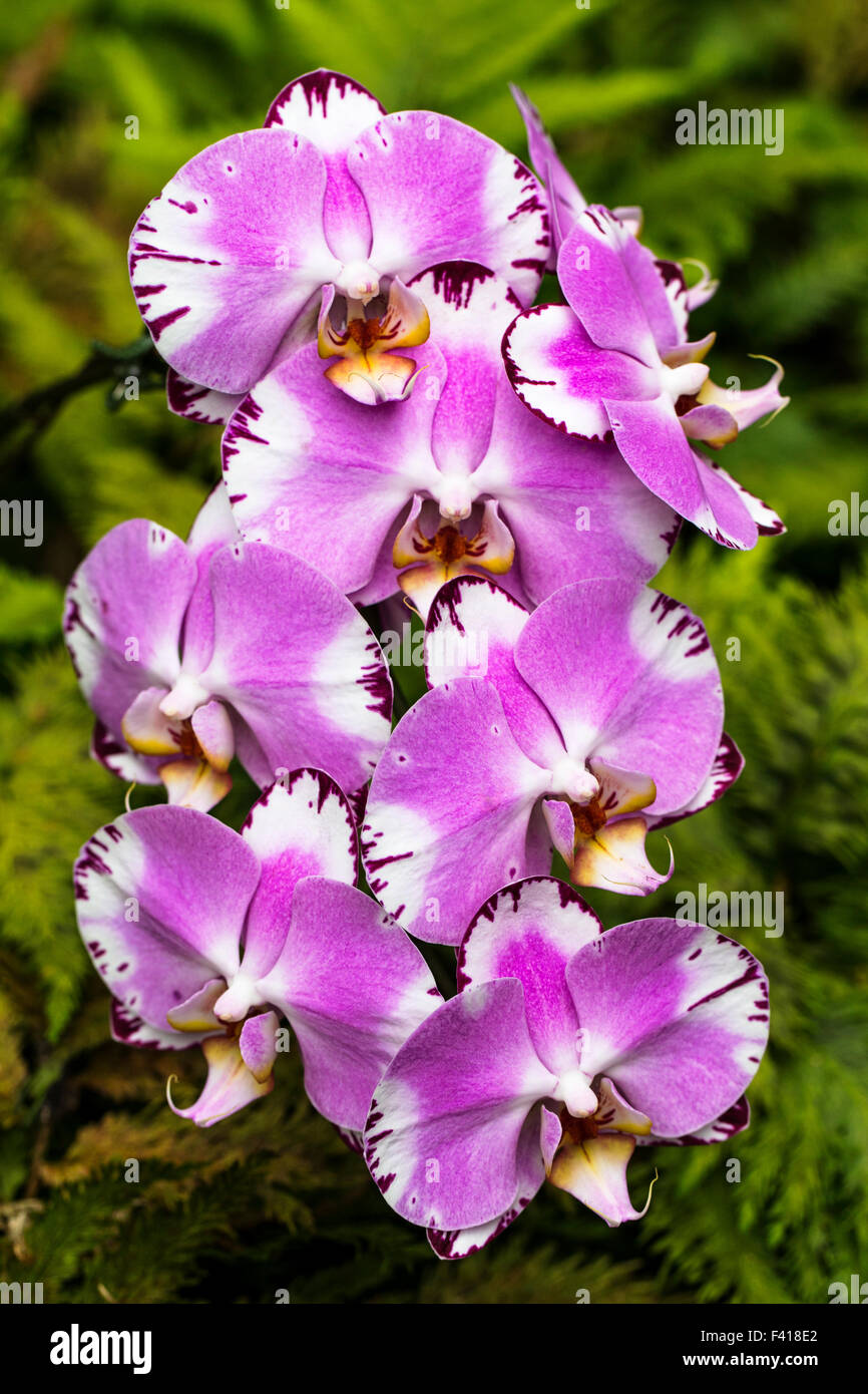 Orchid; Orchidaceae; Hawai'i Tropicale Giardino Botanico Nature Preserve; grande isola, Hawaii, STATI UNITI D'AMERICA Foto Stock